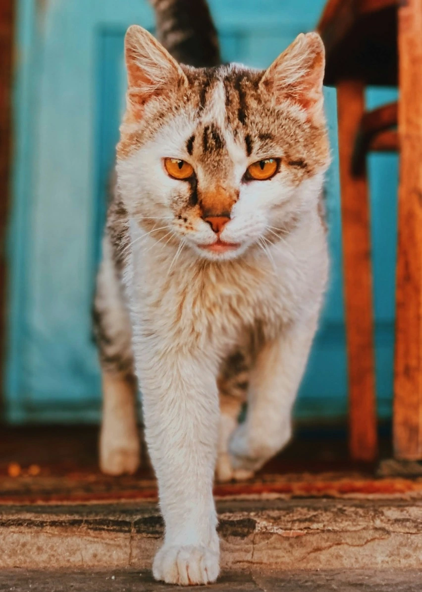 Weterynarz Bielsko-Biała