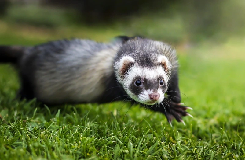 Leczenie fretki - porady weterynaryjne