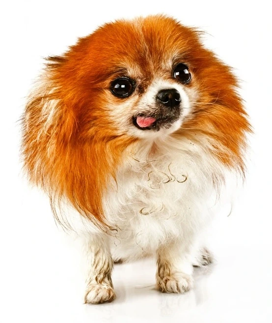 Zdrowie zwierząt towarzyszących